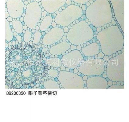 眼子菜价格(眼子菜横切面结构图)-图2 眼子菜价格(眼子菜横切面结构图)-图2