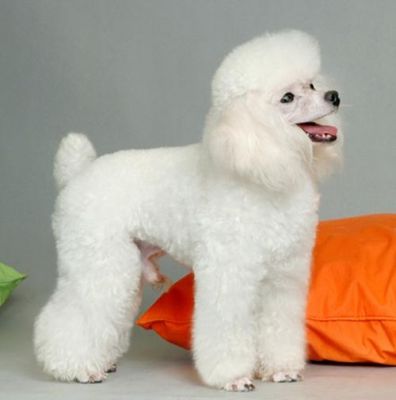 贵富犬价格（富贵狗价格）
