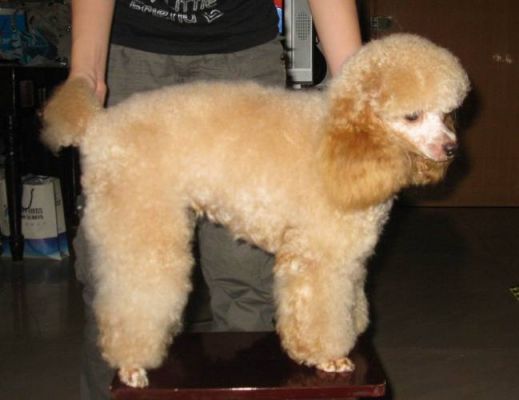贵富犬价格(富贵狗价格)-图3 贵富犬价格(富贵狗价格)-图3