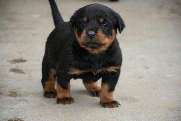 大连罗维纳犬价格（沈阳罗威纳犬舍微信群）