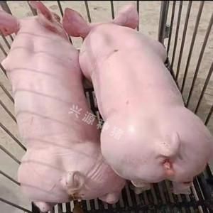 甘肃猪仔价格（甘肃猪崽子现在多少钱一个）