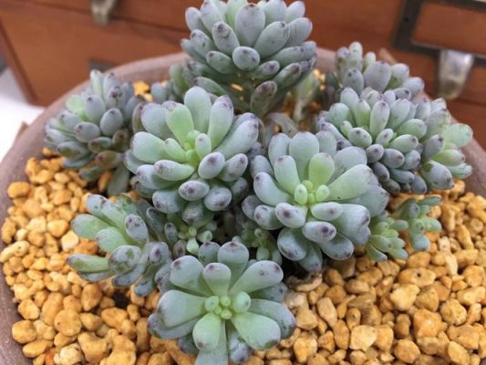 蓝豆价格(蓝豆新能源科技有限公司)-图3 蓝豆价格(蓝豆新能源科技有限公司)-图3