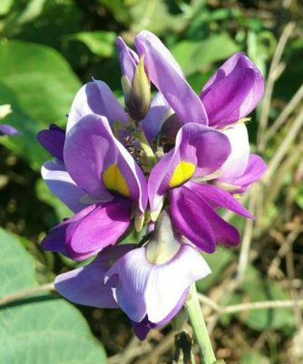 葛花树价格(葛花树是什么样的)-图2 葛花树价格(葛花树是什么样的)-图2