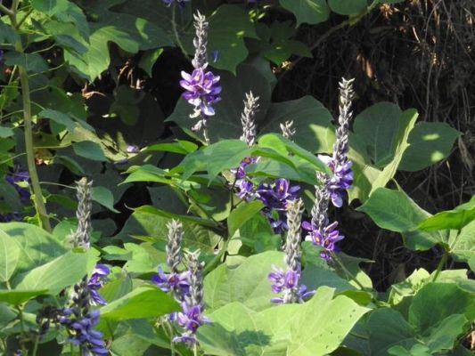 葛花树价格(葛花树是什么样的)-图3 葛花树价格(葛花树是什么样的)-图3