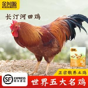长汀河田鸡苗价格(福建长汀河田鸡批发价)-图2 长汀河田鸡苗价格(福建长汀河田鸡批发价)-图2