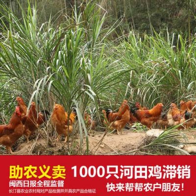 长汀河田鸡苗价格(福建长汀河田鸡批发价)-图3 长汀河田鸡苗价格(福建长汀河田鸡批发价)-图3