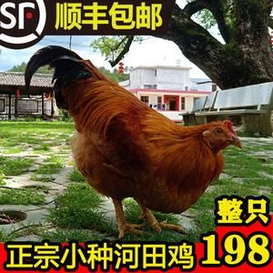 长汀河田鸡苗价格(福建长汀河田鸡批发价)-图1 长汀河田鸡苗价格(福建长汀河田鸡批发价)-图1