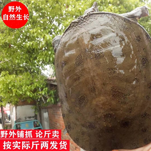老水鳖价格(水老鳖的功效与作用及禁忌)-图3 老水鳖价格(水老鳖的功效与作用及禁忌)-图3