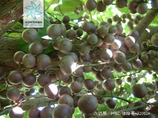 木奶果价格(木奶果简介)-图2 木奶果价格(木奶果简介)-图2
