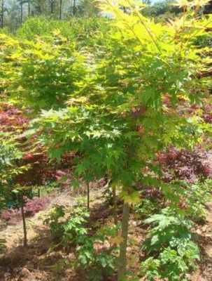 青枫树价格表（青枫小苗价格）