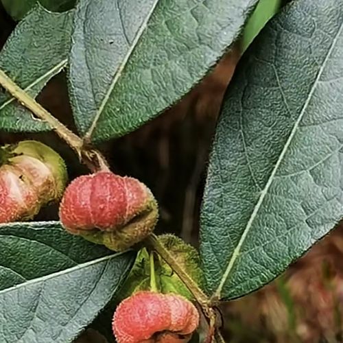 算盘子根价格(算盘子根的功效与作用,算盘子根的副作用)-图3 算盘子根价格(算盘子根的功效与作用,算盘子根的副作用)-图3