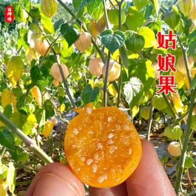 果王素价格(果王是哪种水果)-图2 果王素价格(果王是哪种水果)-图2