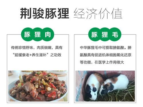 豚狸苗价格（豚狸的营养价值）