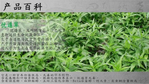 忧遁草茶价格(忧遁草茶怎样泡水)-图3 忧遁草茶价格(忧遁草茶怎样泡水)-图3