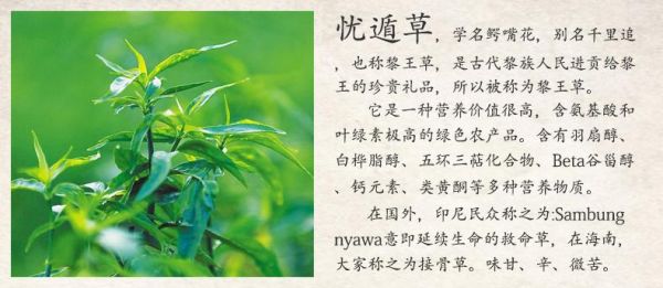 忧遁草茶价格（忧遁草茶怎样泡水）