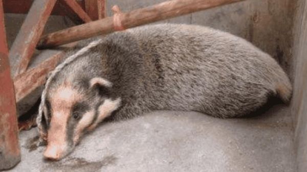 猪狸价格(猪狸的价格)-图3 猪狸价格(猪狸的价格)-图3