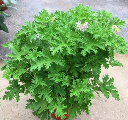 驱蚊草价格(驱蚊草多少钱一棵)-图3 驱蚊草价格(驱蚊草多少钱一棵)-图3