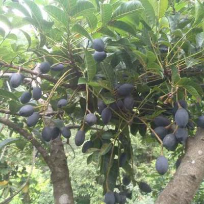 新鲜乌榄价格（新鲜乌榄怎么保存）-图3