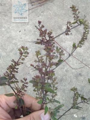 汇草研价格(汇草集减肥曝光)-图3 汇草研价格(汇草集减肥曝光)-图3