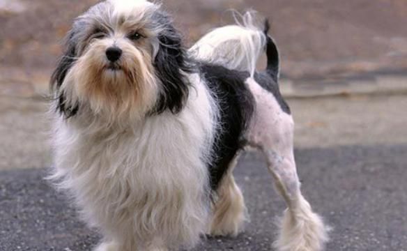罗秦犬价格(罗秦犬好不好)-图2 罗秦犬价格(罗秦犬好不好)-图2
