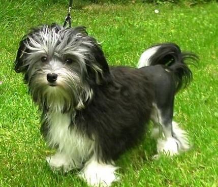 罗秦犬价格(罗秦犬好不好)-图3 罗秦犬价格(罗秦犬好不好)-图3