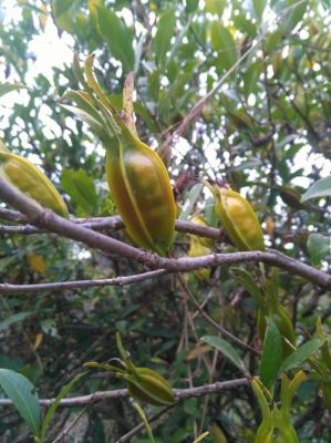 黄芝的价格(黄芝枝的功效与作用)-图3 黄芝的价格(黄芝枝的功效与作用)-图3