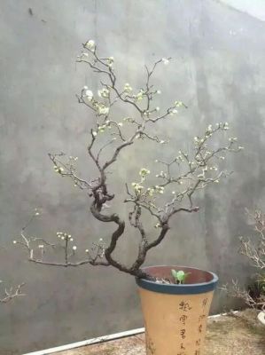 游龙梅价格(龙游梅的价格)-图3 游龙梅价格(龙游梅的价格)-图3