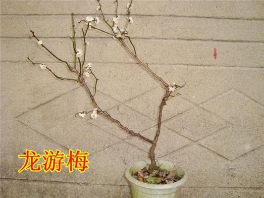 游龙梅价格(龙游梅的价格)-图2 游龙梅价格(龙游梅的价格)-图2
