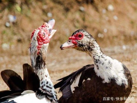 麝香鸭的价格(麝香鸭是什么鸭)-图2 麝香鸭的价格(麝香鸭是什么鸭)-图2