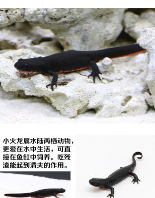 火龙鱼的价格(火龙鱼的功效与作用)-图2 火龙鱼的价格(火龙鱼的功效与作用)-图2