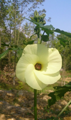 金葵花价格(金花葵市场价格)-图3 金葵花价格(金花葵市场价格)-图3