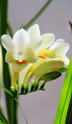 麦兰花价格(麦兰花的花语)-图3 麦兰花价格(麦兰花的花语)-图3