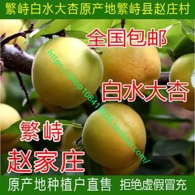 白水杏价格（繁峙白水杏多少钱一斤）