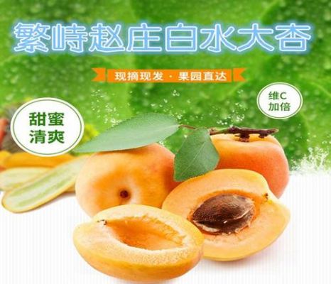 白水杏价格(繁峙白水杏多少钱一斤)-图2 白水杏价格(繁峙白水杏多少钱一斤)-图2