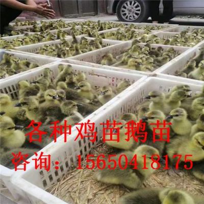 草鹅苗价格(草鹅价格行情)-图2 草鹅苗价格(草鹅价格行情)-图2