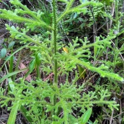 伸筋草价格（伸筋草价格2023最新价格）