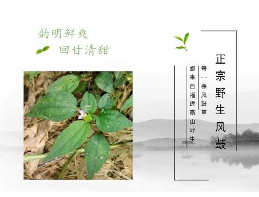 风鼓草价格(风鼓草别名)-图2 风鼓草价格(风鼓草别名)-图2