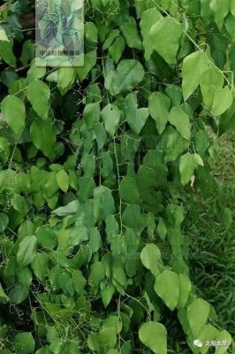 赤苍藤价格(赤苍藤苗)-图3 赤苍藤价格(赤苍藤苗)-图3
