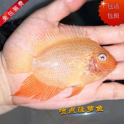 金菠萝鱼的价格（金菠萝鱼可以长多大）