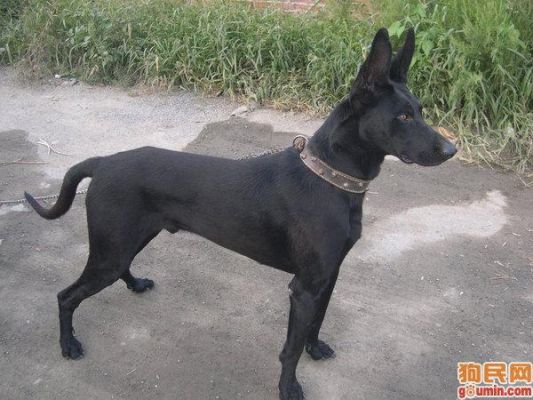 黑密犬价格(黑密犬是什么品种)-图3 黑密犬价格(黑密犬是什么品种)-图3