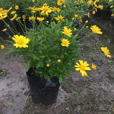 菊花木价格(菊花木图片)-图2 菊花木价格(菊花木图片)-图2