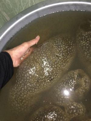 太岁水价格(太岁水最权威的报告)-图2 太岁水价格(太岁水最权威的报告)-图2