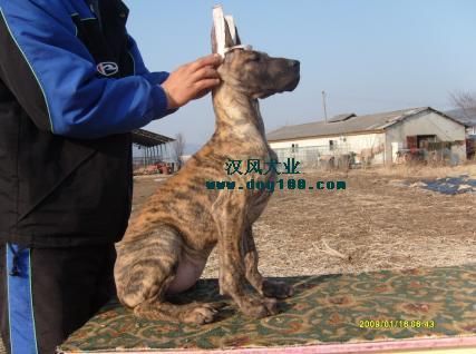 虎丹犬价格（虎丹犬图片）