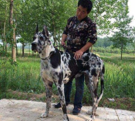 虎丹犬价格(虎丹犬图片)-图3 虎丹犬价格(虎丹犬图片)-图3