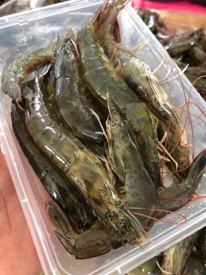 日照车虾价格（日照大虾批发市场电话）
