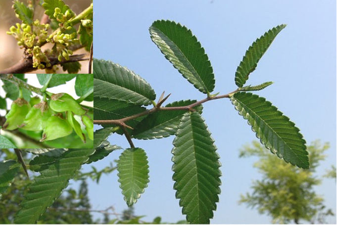 刺榆的价格(刺榆药用价值)-图2 刺榆的价格(刺榆药用价值)-图2