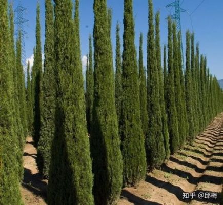 丝柏价格(丝柏的功效与作用禁忌)-图2 丝柏价格(丝柏的功效与作用禁忌)-图2