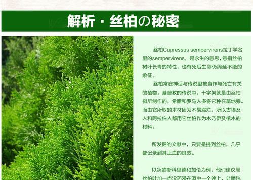 丝柏价格(丝柏的功效与作用禁忌)-图3 丝柏价格(丝柏的功效与作用禁忌)-图3