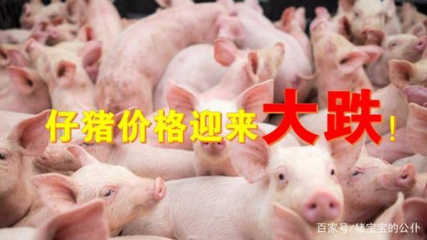 南宁仔猪价格(南宁仔猪价格南宁猪仔价格广西仔猪价格广西猪仔价格)-图2 南宁仔猪价格(南宁仔猪价格南宁猪仔价格广西仔猪价格广西猪仔价格)-图2