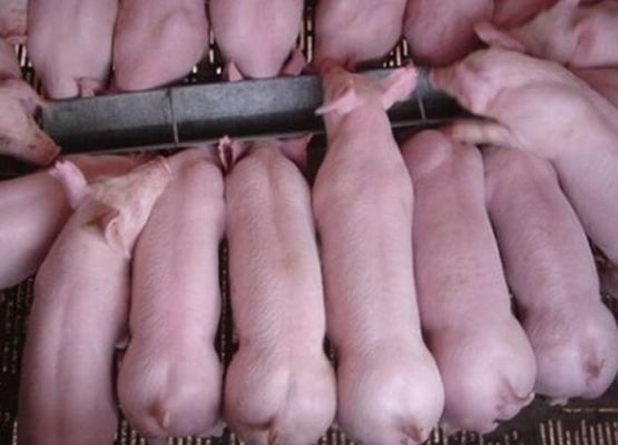 南宁仔猪价格(南宁仔猪价格南宁猪仔价格广西仔猪价格广西猪仔价格)-图3 南宁仔猪价格(南宁仔猪价格南宁猪仔价格广西仔猪价格广西猪仔价格)-图3